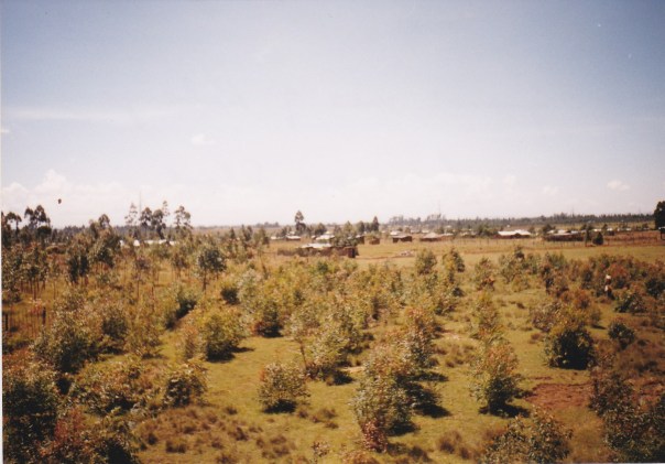 Kabongo 2002